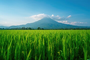 Fototapeta premium Vast fields of verdant rice crops set against a backdrop of hills and clear skies, nature, agriculture, landscape, greenery, blue, plant, food