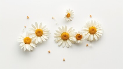 Obraz premium Lovely chamomile blossoms against a white backdrop