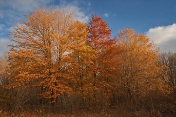 Fototapeta premium Fall Woodland Scene with Leaf-Shedding Trees
