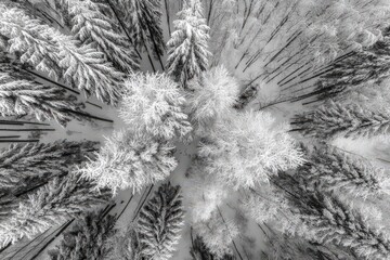 Aerial view of a serene winter forest blanketed in snow showcasing intricate patterns of frost on majestic evergreen and deciduous trees creating a picturesque frozen landscape