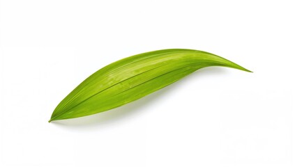 Fototapeta premium Isolated vibrant coconut palm leaf on a white backdrop with clipping path, perfect for tropical and summer-themed designs