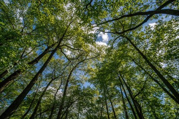 Fototapeta premium Sunlit branches of lush green trees symbolizing environmental care and ecology