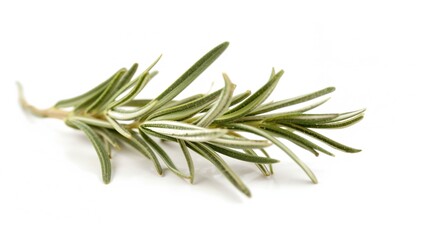 Fototapeta premium Background of dried rosemary leaves with natural green herbs for cooking and health