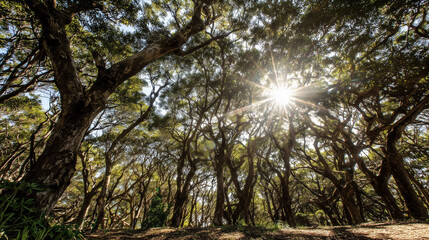 Fototapeta premium camphor. Sunlight filtering through a forest of camphor trees with visible light rays. travel magazines, destination branding, designed for travel destination branding, used by logistics managers.