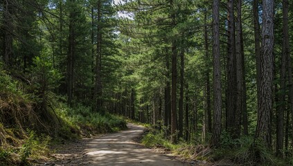Obraz premium Pathway through dense woodland surrounded by pine trees and lush greenery