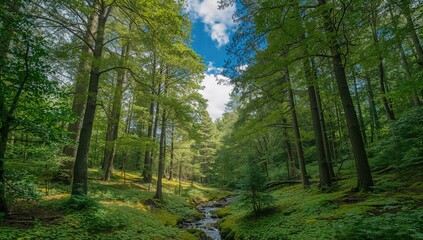 Obraz premium Enchanting woodland scenery with lush trees and natural beauty