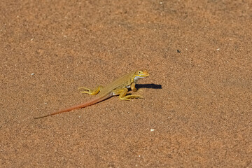 shovel-snouted lizard, Meroles anchietae, orange lizard in the sand in Namibia
