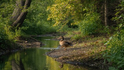 Obraz premium Green duck swimming in a forest creek during daylight