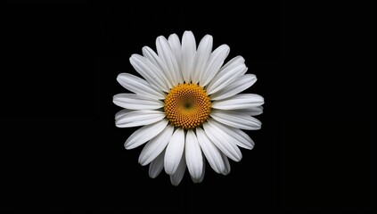 White daisy flower with yellow core set against a dark backdrop, belonging to the Asteraceae family.