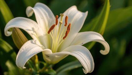 Obraz premium Detailed view of a white lily focusing on its fragile reproductive parts, illustrating nature's elegance and complexity