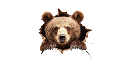 Bear breaks through wall on transparent background