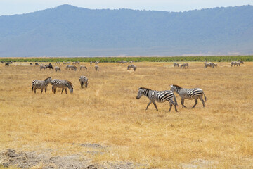 Africa, Tanzania, Ngorongoro, zebras close-up