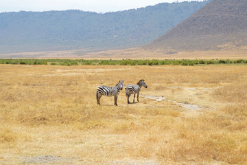 Africa, Tanzania, Ngorongoro, zebras closeup