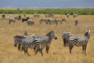 Africa, Tanzania, Ngorongoro, zebras, close-up