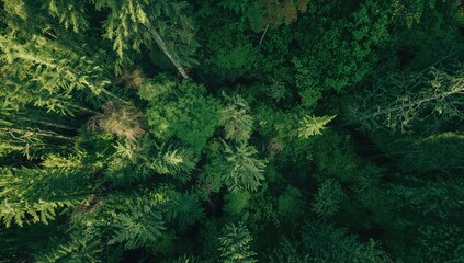 Aerial view of a lush rainforest featuring tree ferns captured by drone