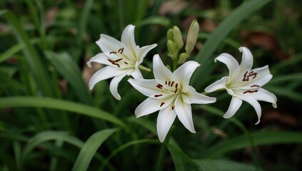 Fototapeta premium Soft white lily blossoms in an autumn breeze surrounded by vibrant green foliage