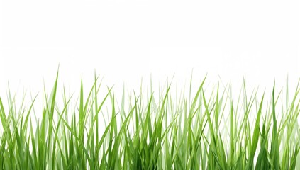 Obraz premium Isolated green grass patch with texture on a white backdrop