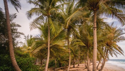 Obraz premium Stunning scenery of palm trees swaying in heavy wind under a partly cloudy sky. Outdoor photography in the wild