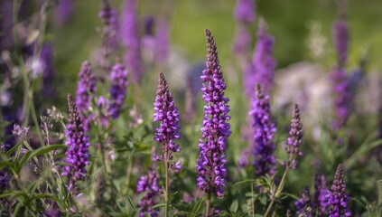 Obraz premium Vibrant lavender sage blooming during springtime