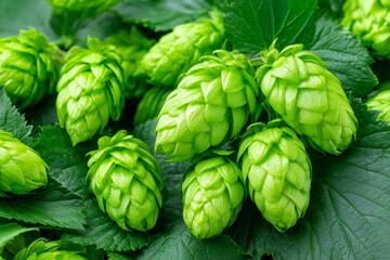 Fototapeta premium Fresh hop cones on vine for brewing beer