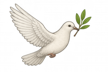 White dove flying, holding olive branch, symbolizing peace, hope, and freedom on transparent background