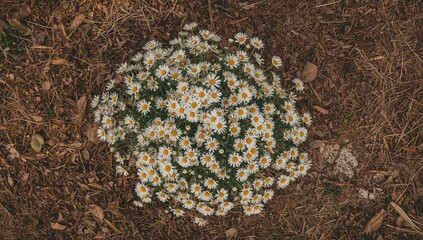 Close-up aerial shot of daisies sprouting from barren soil