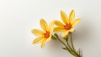 Fototapeta premium Isolated Cascabela thevetia blossoms on a natural white backdrop