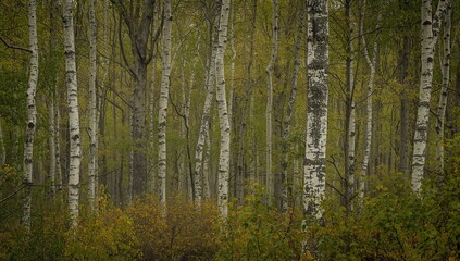 Fototapeta premium Close-up view of birch trunks in a lush leafy forest during a somber fall season. Themes of plant life, wildlife, and nature conservation.