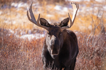 A close up of a Colorado bull moose in autumn with snow on the ground.
