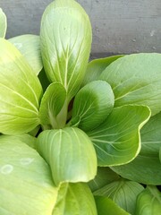 Close-Up of Fresh Green Bok Choy Leaves