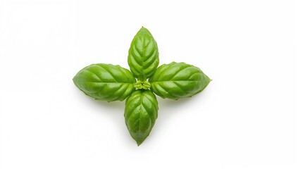 Fototapeta premium Fresh basil leaves viewed from above on a white background