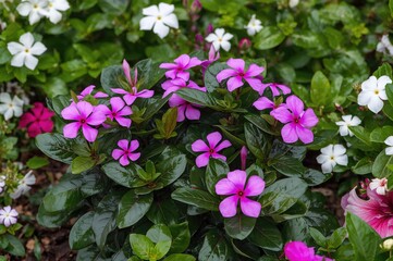Naklejka premium Colorful Catharanthus roseus plant showcasing vibrant blossoms in a natural garden setting