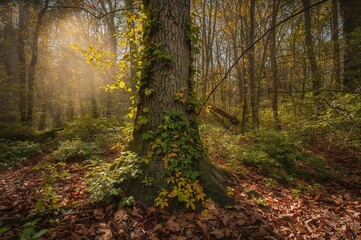 Obraz premium Vines with vibrant foliage wrapped around a trunk