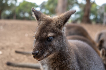 Wallaby standing on dry ground in Kangaroo Island, Australia