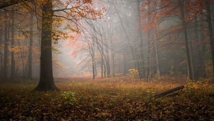 Fototapeta premium Fog wraps the trees in a forest during fall, with leaves and grass dressed in autumn colors