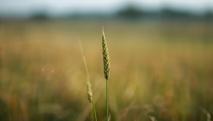 Fototapeta premium Close-up of green spikelets with blurred natural backdrop