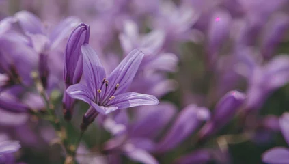 Ingelijste posters Ziekenhuis Detailed close-up of soft purple blossoms moving softly with the wind, producing a peaceful and soothing scene.  © TheWaterMeloonProjec