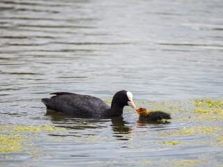 Mother Coot Feeding a Juvenile