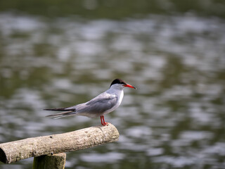 Common Tern on a Perch