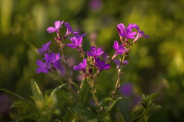 Obraz premium Purple Blossoms in the Wild