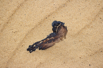Burnt driftwood fragment resting on golden sand, showing unique textures. A weathered branch hunkers down in the fine grains
