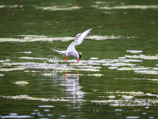 Common Tern Catching a Fish