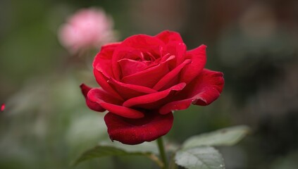 Macro shot of a blossoming crimson flower against a softly focused natural backdrop