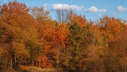 Autumn leaves for background designs
