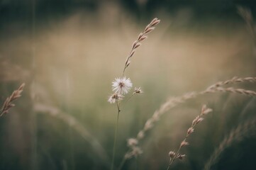 Close-up of a grass flower with a soft, blurred natural background