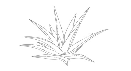 Fototapeta premium Aloe Vera Plant Outline Illustration Natural Health Skincare Ingredient Herbal Remedy Vector Graphic