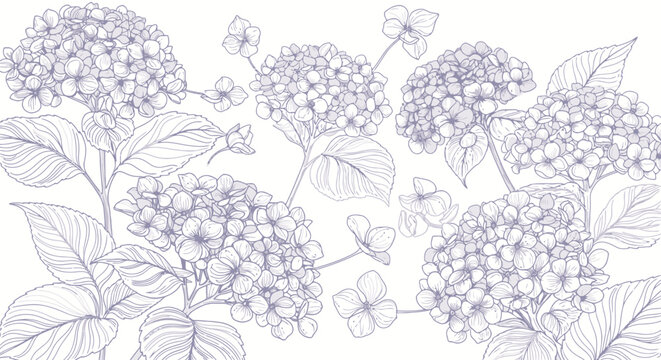 Delicate Hydrangea Blossom Illustration with Intricate Line Work for Botanical Studies and Elegant Floral Design Projects
