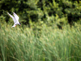 Common Tern in Flight Fishing