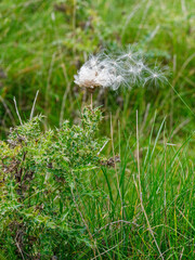 Seed dispersal from weed in the UK autumn.