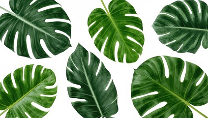 Stunning collection of tropical leaves on a white backdrop featuring vibrant green foliage